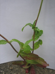 Epilobium obscurum