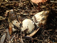 Mutinus cartilagineus