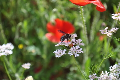 Andrena albopunctata