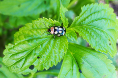 Alagoasa trifasciata