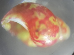 Eulithidium