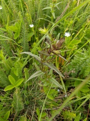 Rhinanthus serotinus aestivalis