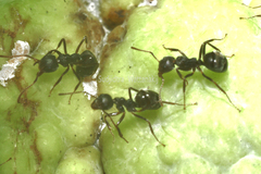 Dolichoderus thoracicus