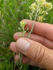 Alyssum trichostachyum