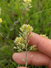 Alyssum trichostachyum