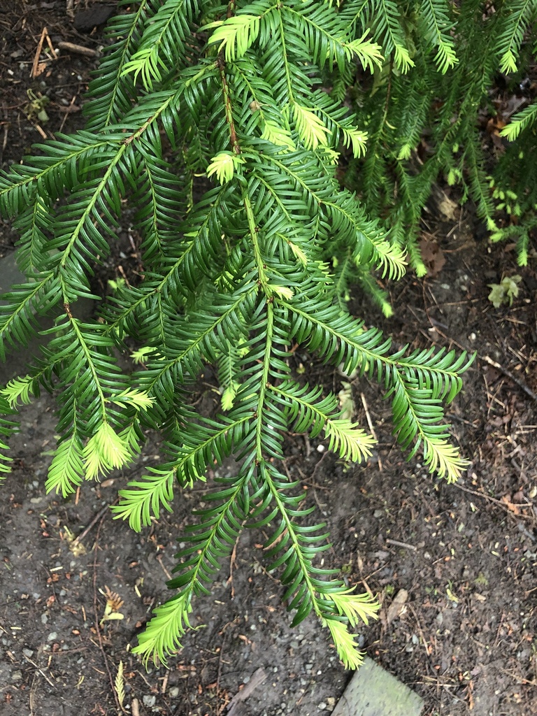 Pacific yew from Seward Park, Seattle, WA, US on May 29, 2022 at 12:44 ...