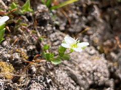 Arenaria ciliata