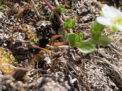 Arenaria ciliata