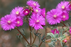 Lampranthus pakhuisensis