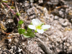 Arenaria ciliata