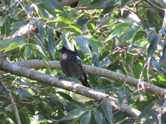 Melaniparus niger niger