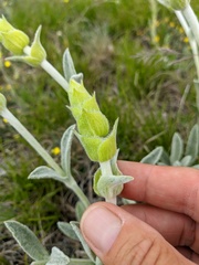 Sideritis catillaris
