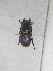 Dorcus parallelus