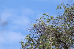 Empidonax fulvifrons