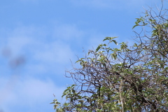 Empidonax fulvifrons