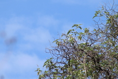 Empidonax fulvifrons