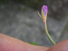 Epilobium obscurum