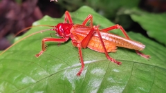 Capnogryllacris rufonotata