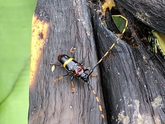 Trachyderes elegans