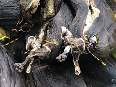Trachyderes elegans
