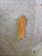 Clepsis clemensiana