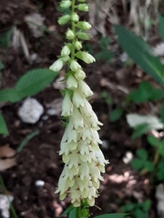 Digitalis micrantha