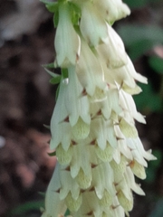 Digitalis micrantha