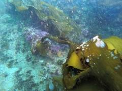 Eisenia arborea