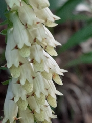 Digitalis micrantha