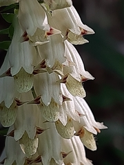 Digitalis micrantha