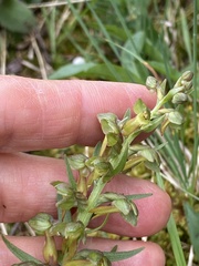 Dactylorhiza viridis