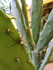 Leucauge