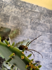 Leucauge
