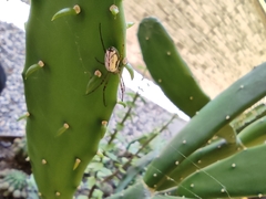 Leucauge