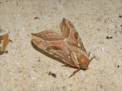 Sthenopis argenteomaculatus