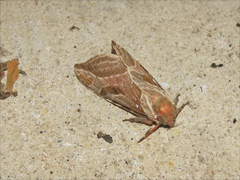 Sthenopis argenteomaculatus