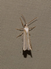 Lomographa temerata