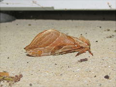 Sthenopis argenteomaculatus