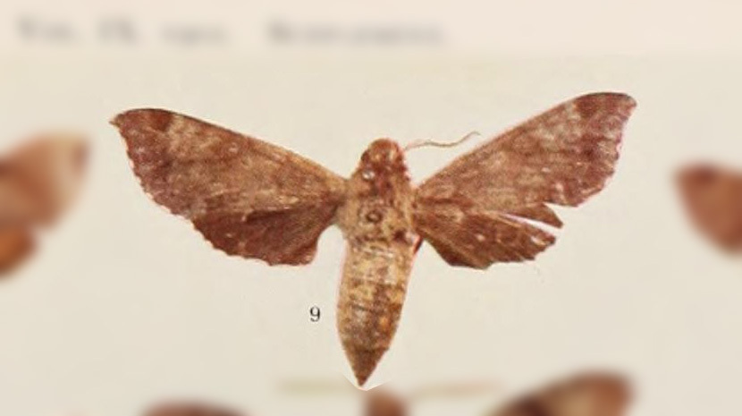 Temnora griseata