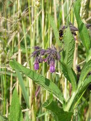 Symphytum officinale