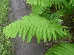 Chirosia filicis