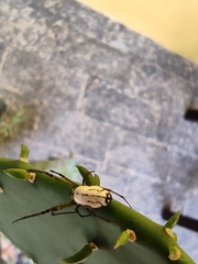 Leucauge