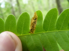 Chirosia filicis