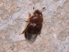 Colopterus maculatus