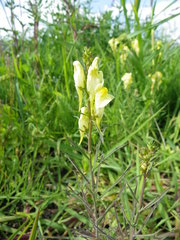 Linaria vulgaris