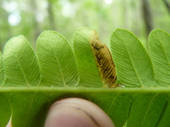 Chirosia filicis