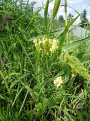 Linaria vulgaris