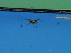 Pholidoptera griseoaptera