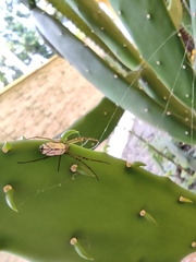 Leucauge
