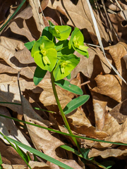 Euphorbia angulata